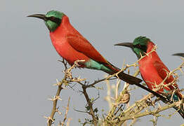 Northern Carmine Bee-eater