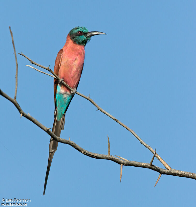 Northern Carmine Bee-eater