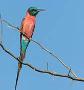 Northern Carmine Bee-eater