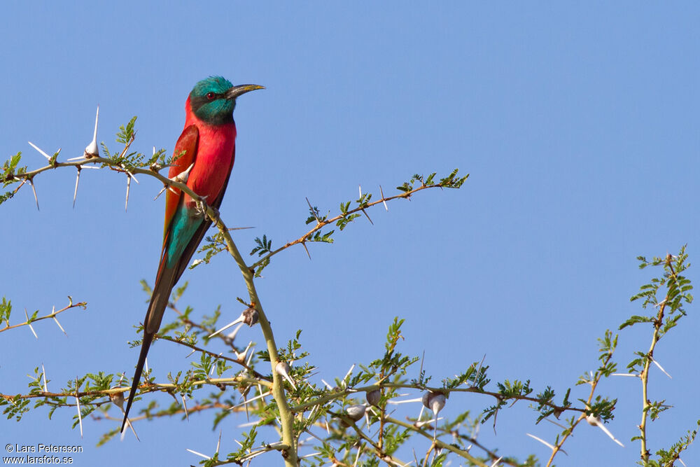 Northern Carmine Bee-eater