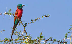 Northern Carmine Bee-eater