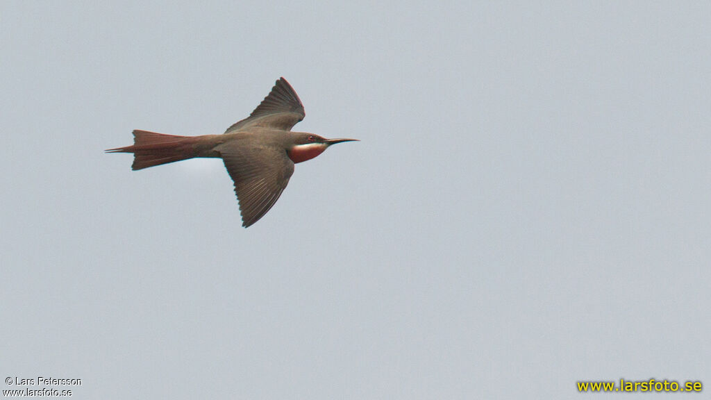 Rosy Bee-eater