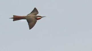 Rosy Bee-eater