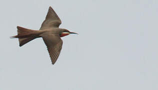 Rosy Bee-eater