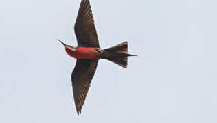 Rosy Bee-eater