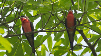 Rosy Bee-eater