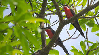 Rosy Bee-eater