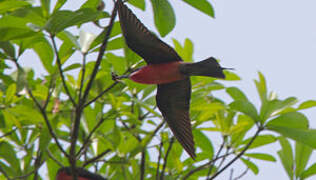 Rosy Bee-eater