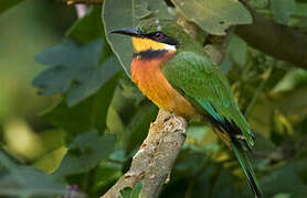 Cinnamon-chested Bee-eater