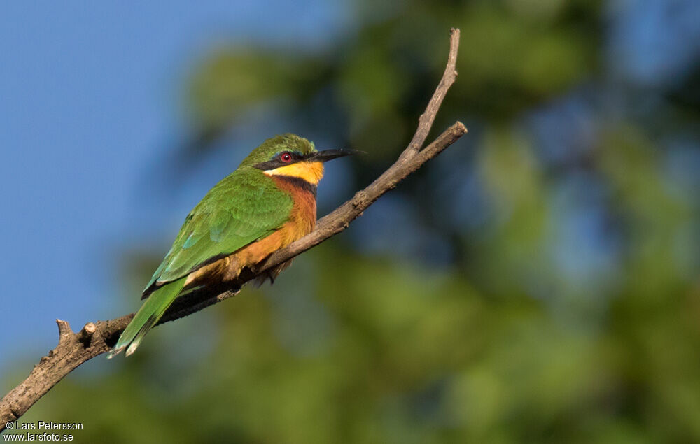 Cinnamon-chested Bee-eater