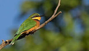 Cinnamon-chested Bee-eater