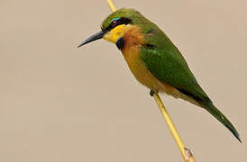 Little Bee-eater