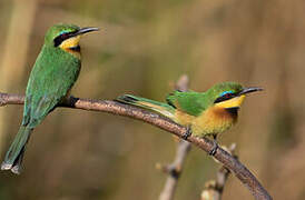 Little Bee-eater