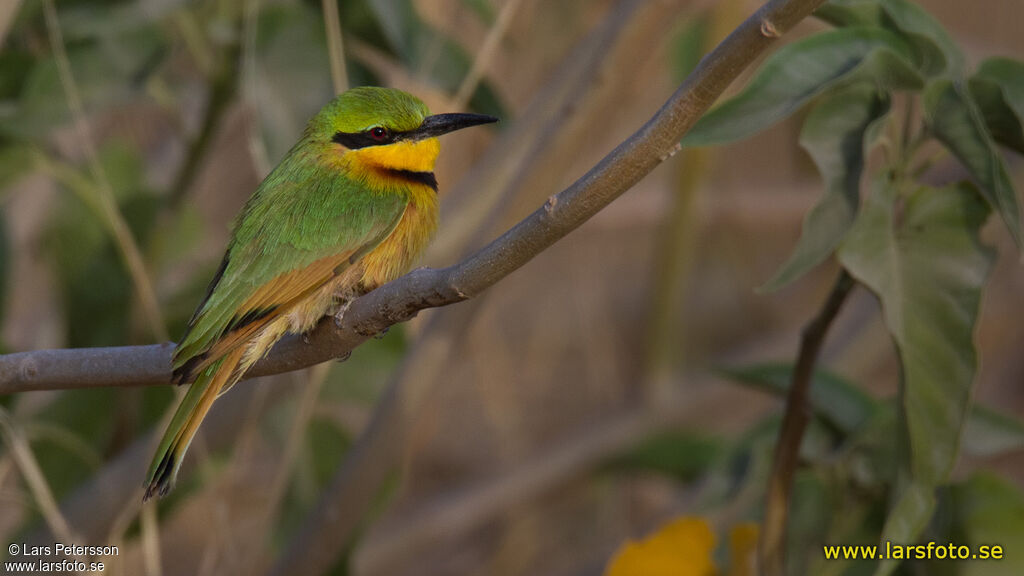 Little Bee-eater