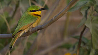 Little Bee-eater