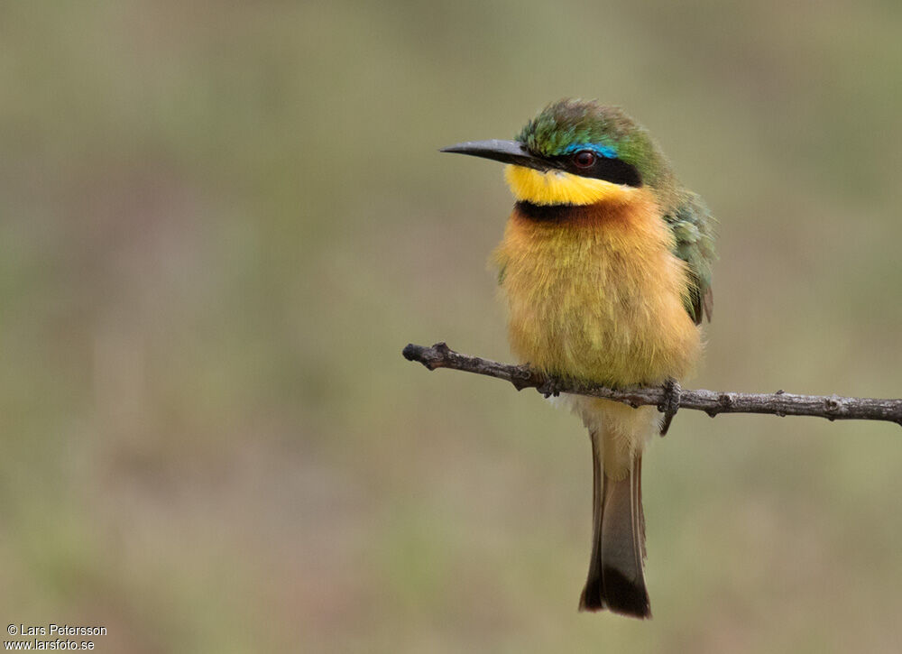 Little Bee-eater