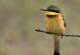 Little Bee-eater