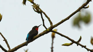 Black Bee-eater