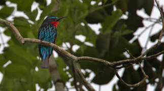 Black Bee-eater