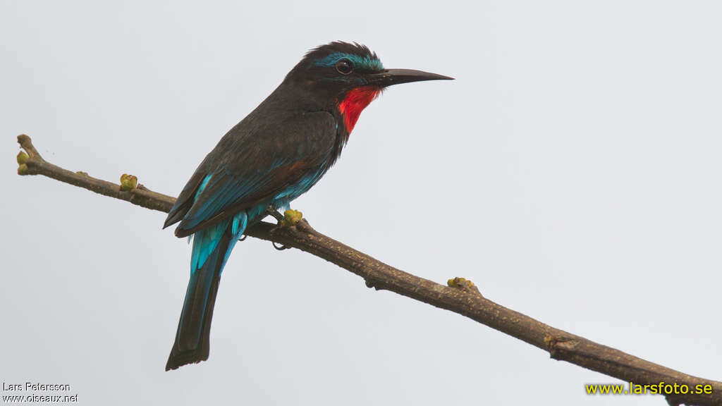 Guêpier noiradulte, identification