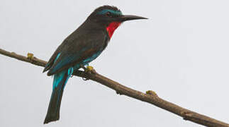 Black Bee-eater