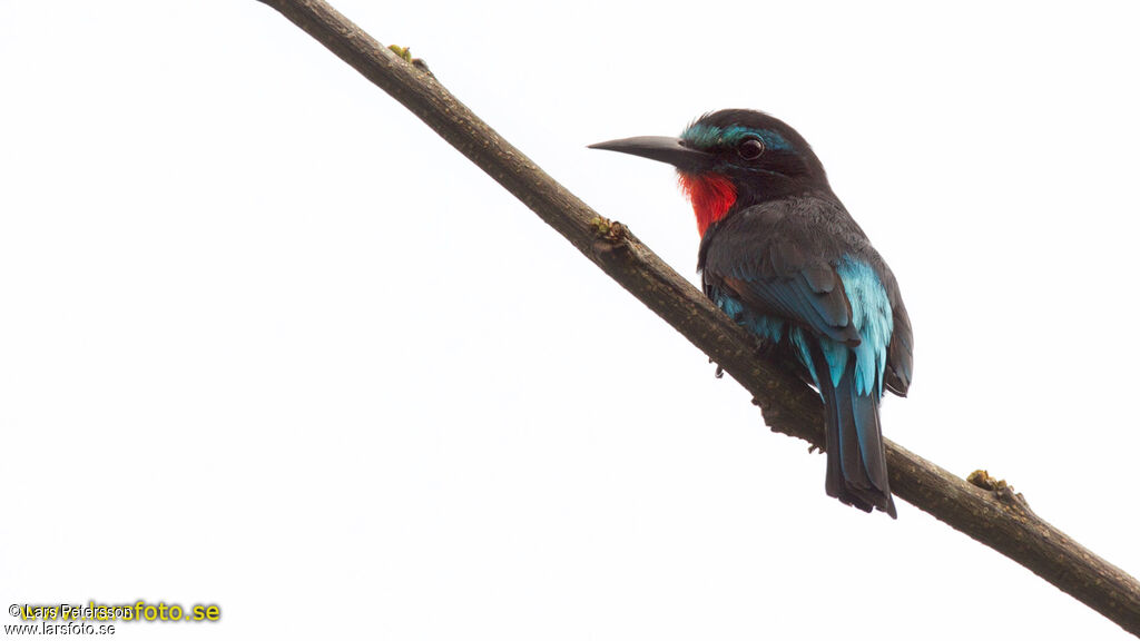 Black Bee-eater