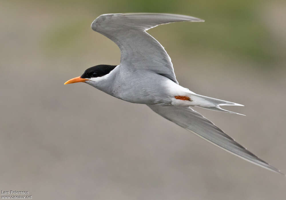 Black-fronted Ternadult, Flight