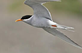 Black-fronted Tern