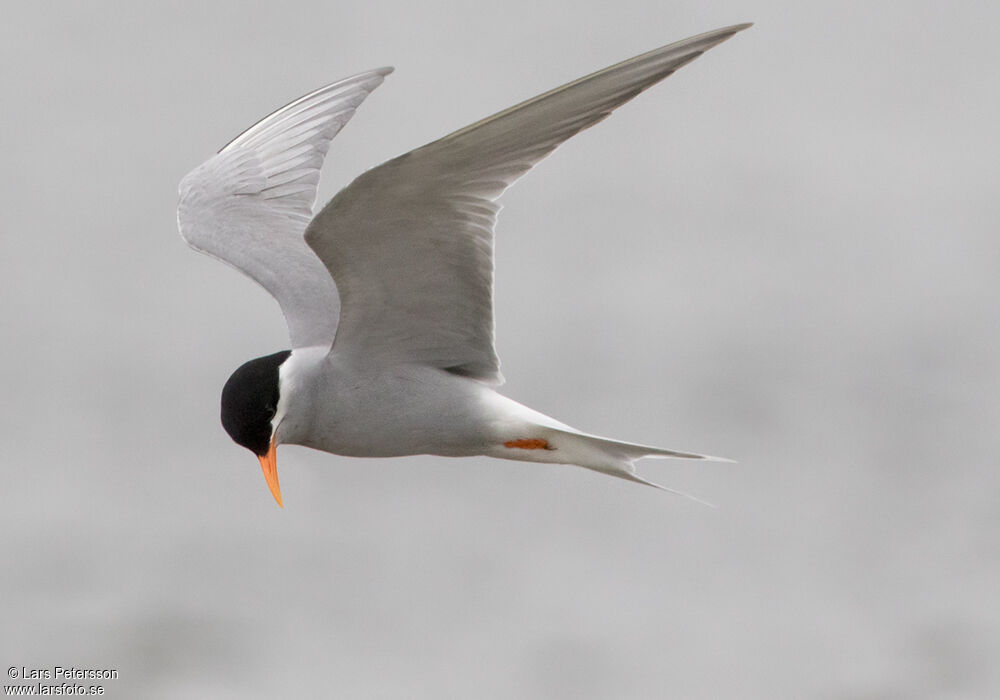 Black-fronted Tern