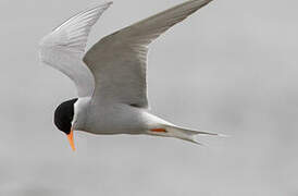 Black-fronted Tern