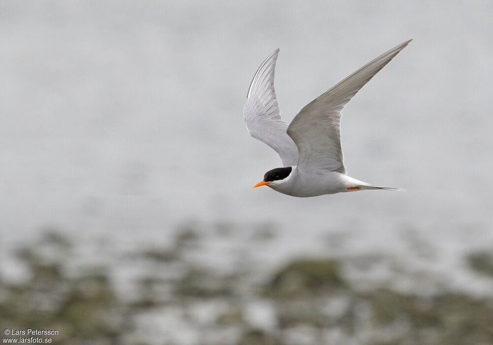 Black-fronted Tern