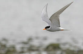 Black-fronted Tern