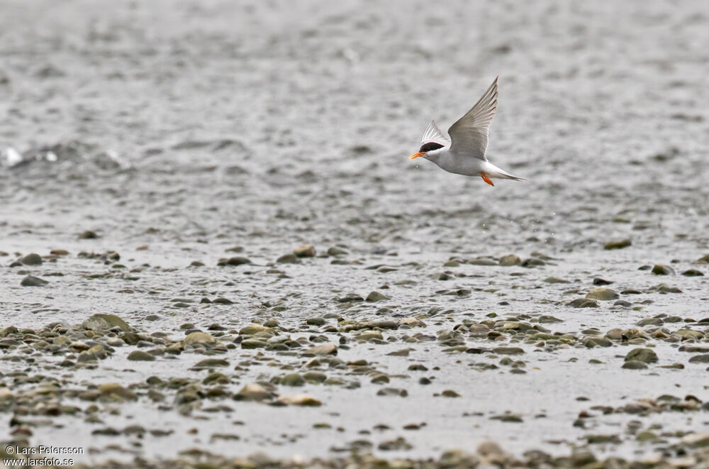 Black-fronted Tern