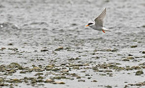 Black-fronted Tern