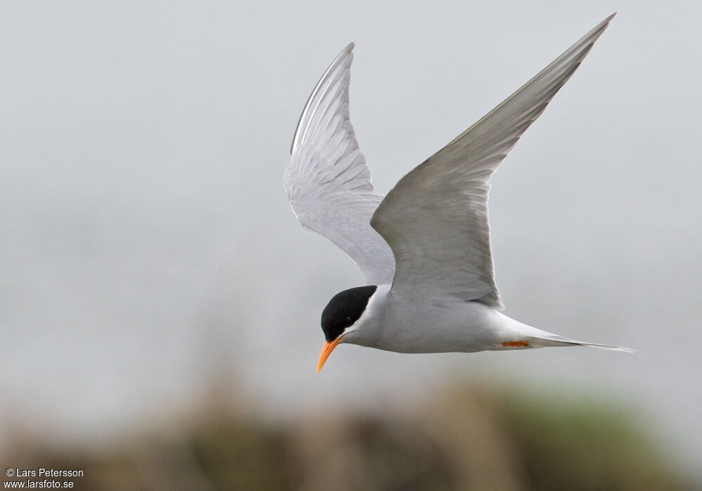 Black-fronted Tern, Flight