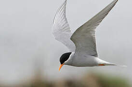 Black-fronted Tern