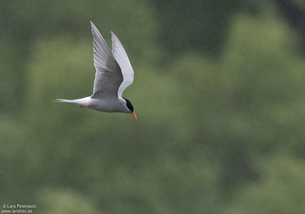 Black-fronted Tern