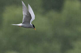 Black-fronted Tern