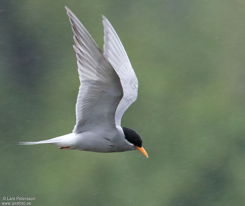 Black-fronted Tern