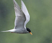 Black-fronted Tern