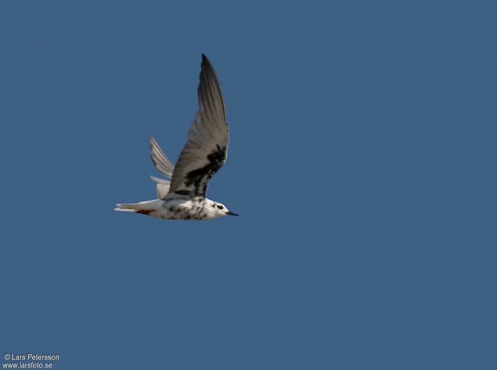 White-winged Tern