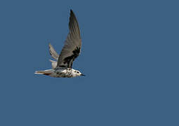 White-winged Tern