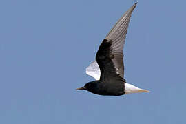 White-winged Tern