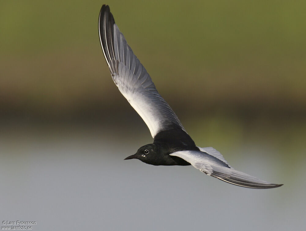 Guifette leucoptère