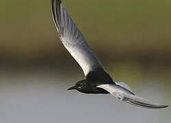 White-winged Tern