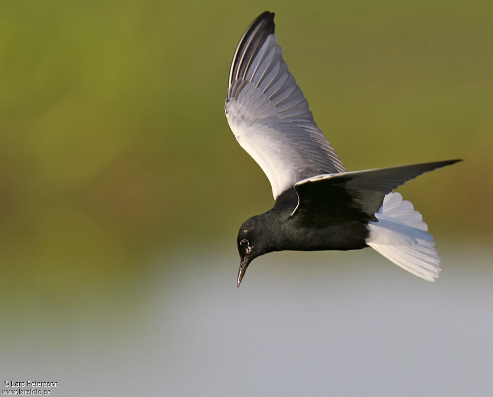 Guifette leucoptère