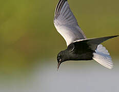 White-winged Tern