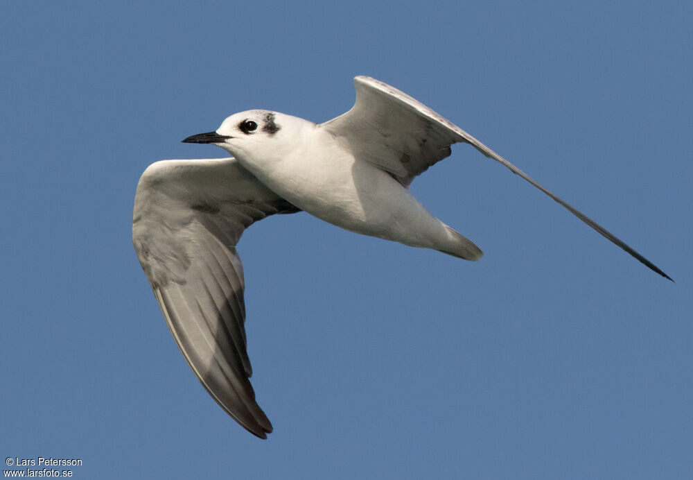 White-winged Tern