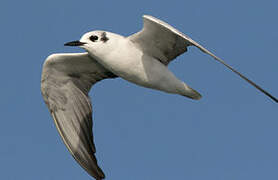 White-winged Tern