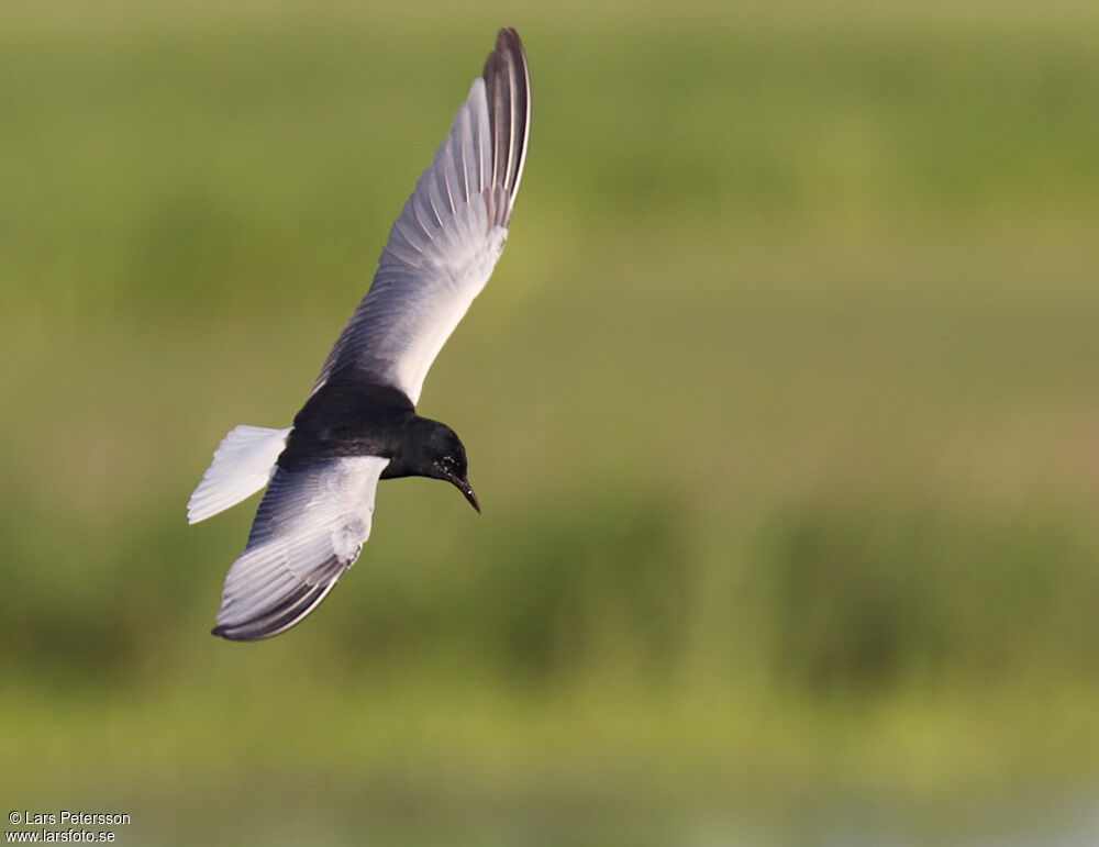 Guifette leucoptère